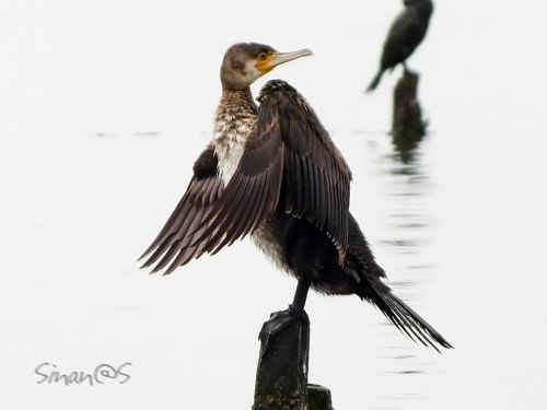 Cormorant 1 of ...