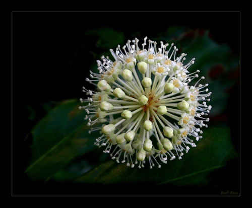 Fatsia flower