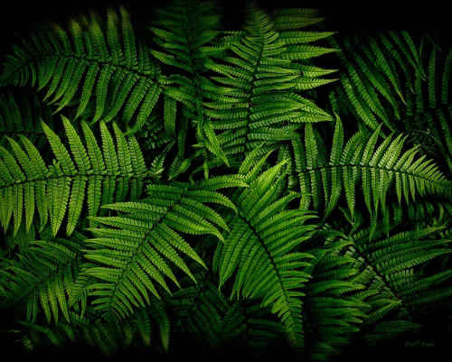 Fern