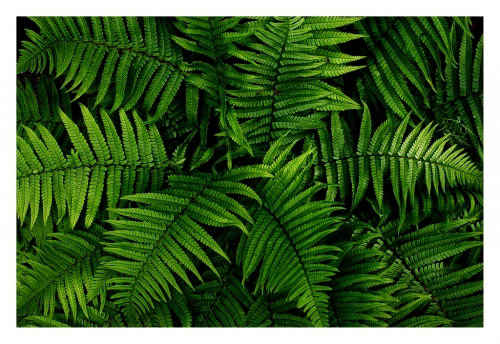 Ferns