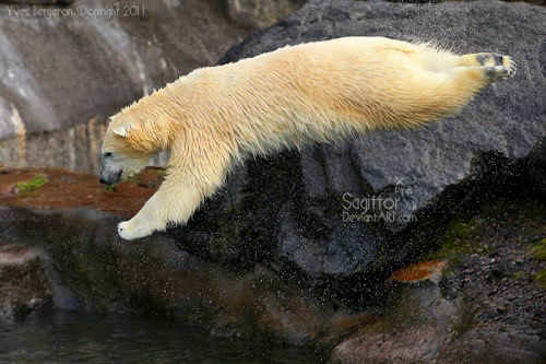 Flying Bear