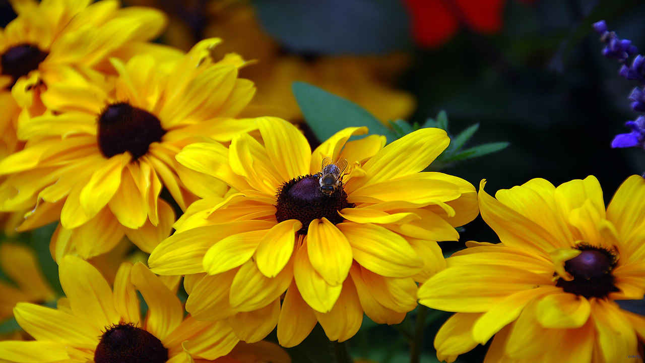 Honey Bee at Bouchard Gardens