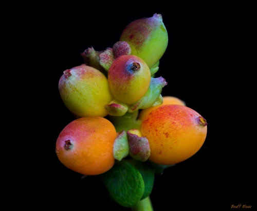 Honeysuckle Berries