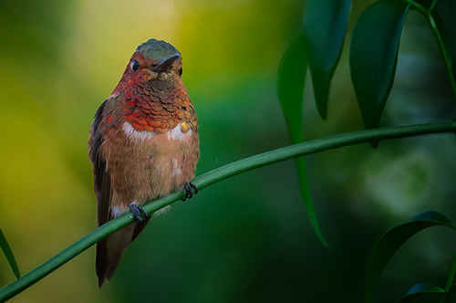 Hummingbird Stock Image