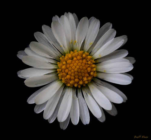 Lawn Daisy