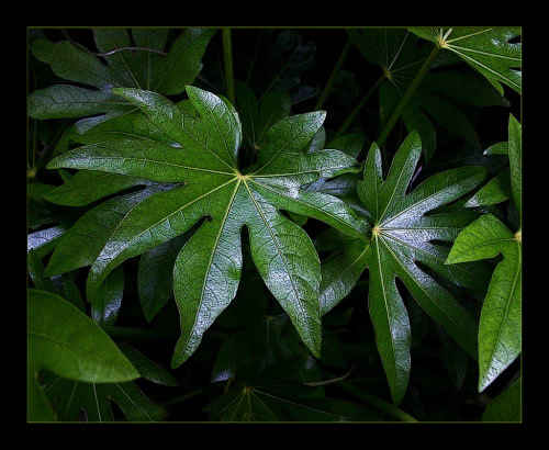 Leaf