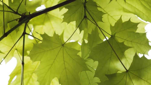 Maple leaf