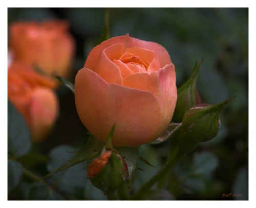 Peach Roselge