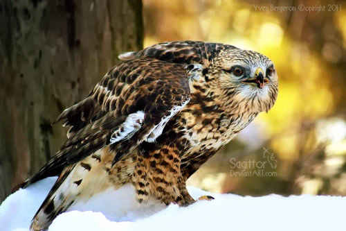 Rough-legged Hawk