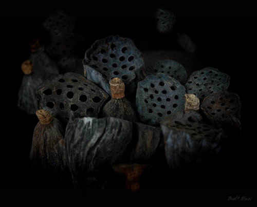 Seed Pods