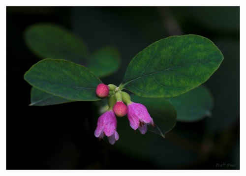 Snowberry lge