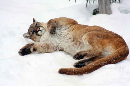 So Relax - Puma