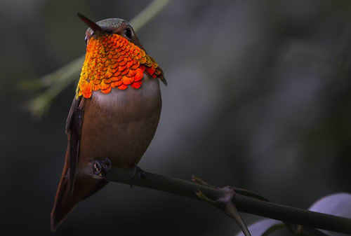 The lookout