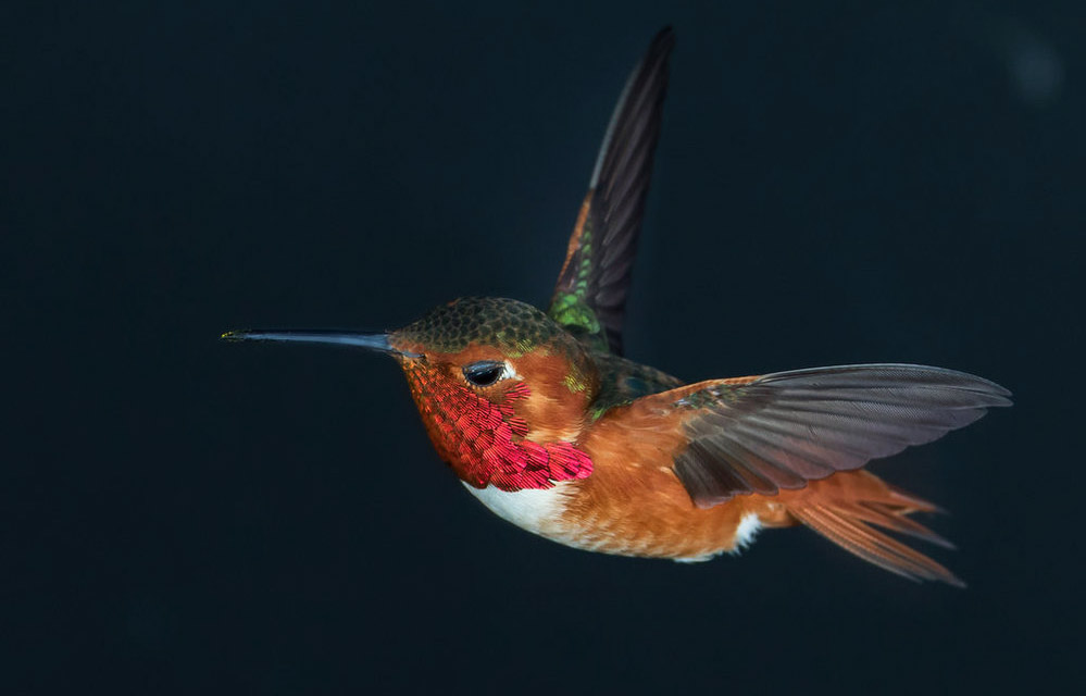 Stock male allen's hummingbird