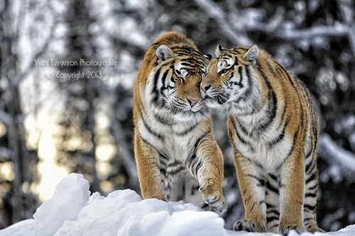 Sweet lovers 3