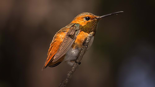 Watch on the feeder