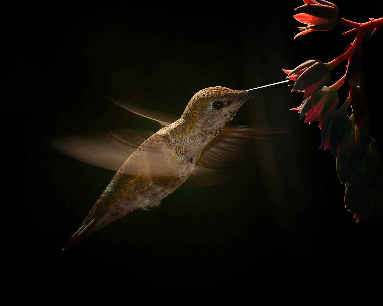 Wing action