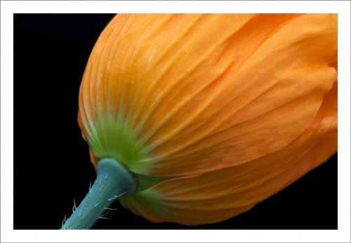 Yellow Poppy