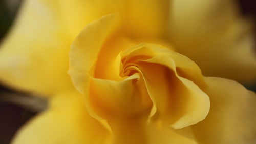 Yellow rose