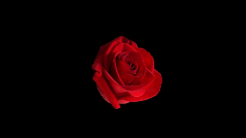 Red Rose Wallpaper 1920 X 1080