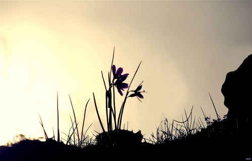 Morning Glow